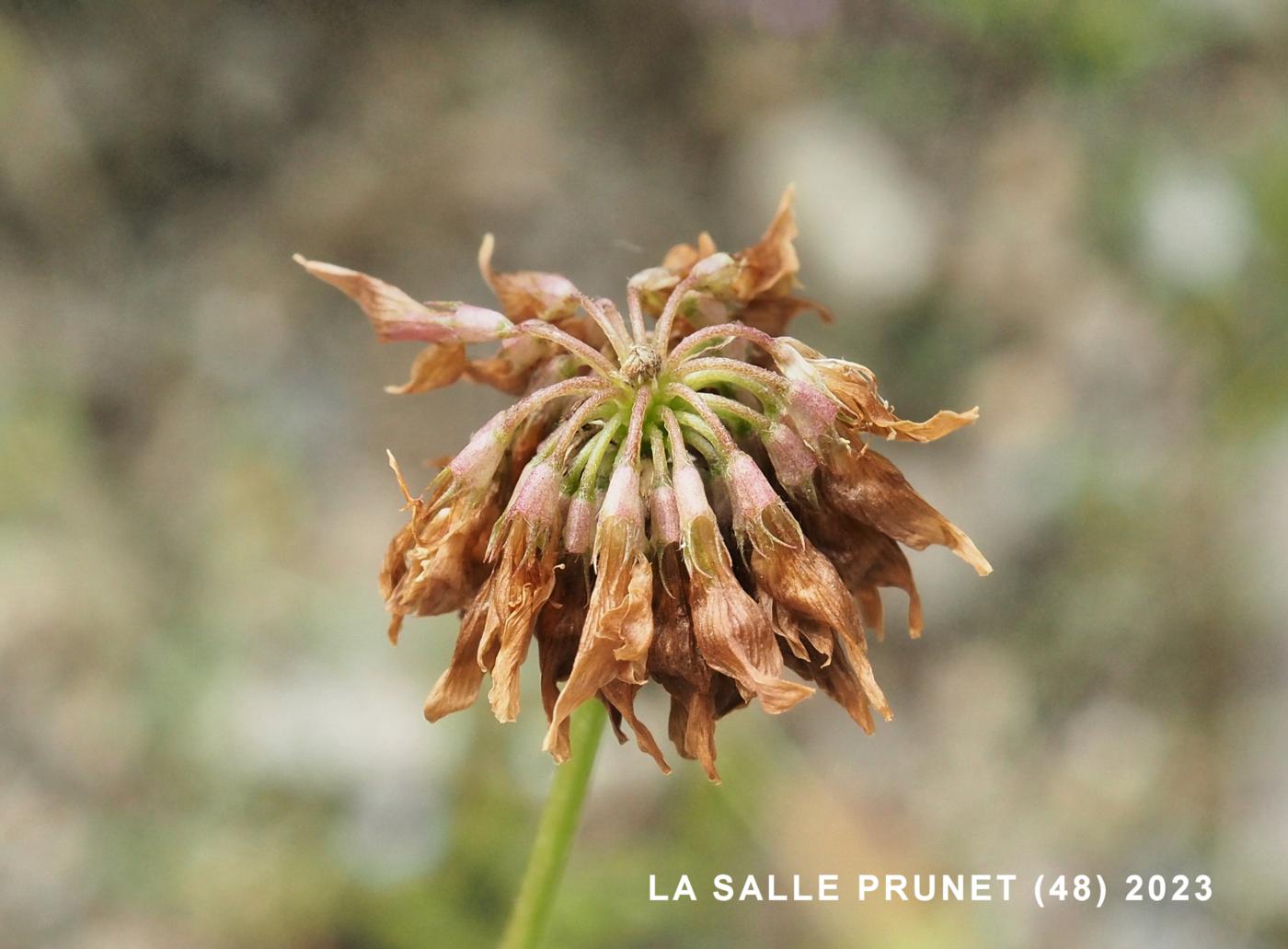 Clover, Alsike fruit